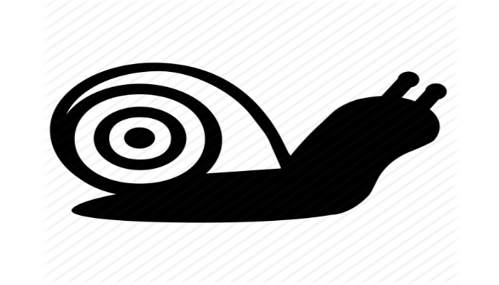 snail