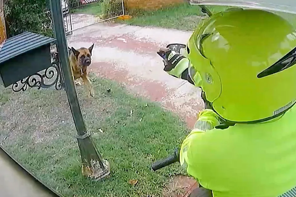 postie dog