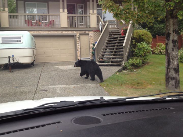 Bear at door Canada