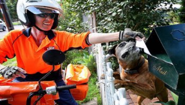 Posties and Dogs